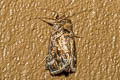 Chrysodeixis illuminata
