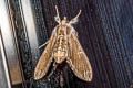 Cirrhochrista spissalis