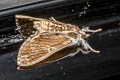 Cirrhochrista spissalis