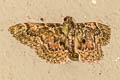 Coenodomus sp.