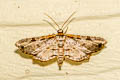 Collinsa commanotata