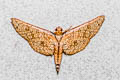 Collinsa subcostalis