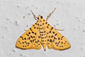 Yellow Peach Moth Conogethes punctiferalis