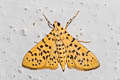 Yellow Peach Moth Conogethes punctiferalis