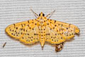 Yellow Peach Moth Conogethes punctiferalis