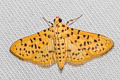 Yellow Peach Moth Conogethes punctiferalis