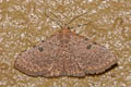 Corgatha trichogyia