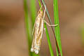 Crambinae sp.