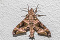 Purple Hawkmoth Craspedortha porphyria