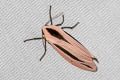 Baphomet Moth Creatonotos gangis