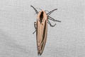 Baphomet Moth Creatonotos gangis