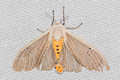 Clouded Tiger Moth Creatonotos transiens