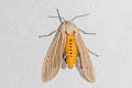 Clouded Tiger Moth Creatonotos transiens