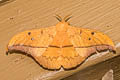 Cricula Silkmoth Cricula trifenestrata 