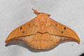 Cricula Silkmoth Cricula trifenestrata 