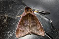 Crithote pallivaga