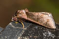 Crithote pallivaga