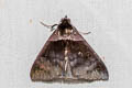 Crithote pallivaga