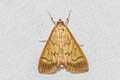 Crypsiptya coclesalis