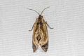 Macadamia Nutborer Cryptophlebia ombrodelta