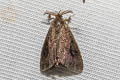 Glover's Bagworm Moth Cryptothelea gloverii