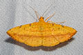 Curbia martiata