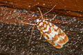 Cyana costifimbria