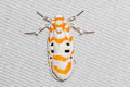 Cyana intercomma