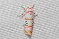 Cyana quadrinotata