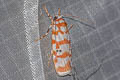 Cyana selangorica selangorica