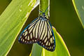 Drury's Jewel Cyclosia papilionaris 