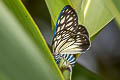 Drury's Jewel Cyclosia papilionaris 