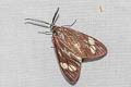 Drury's Jewel Cyclosia papilionaris 