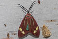 Drury's Jewel Cyclosia papilionaris 