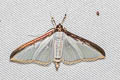 Cydalima laticostalis