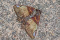 Daddala brevicauda