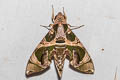 Jade Hawkmoth Daphnis hypothous 