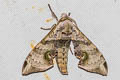 Durian Hawkmoth Daphnusa ocellaris