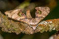 Durian Hawkmoth Daphnusa ocellaris