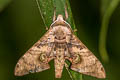 Durian Hawkmoth Daphnusa ocellaris