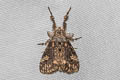 Zhejiang Tussock Moth Dasychira chekiangensis