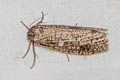 Degia sp.