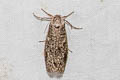 Degia sp.