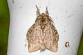 Desmeocraera sp.