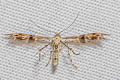 Starfruit Plume Moth Diacrotricha fasciola