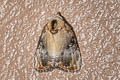 Dialithoptera gemmata