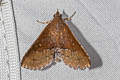 Diascia hayesi
