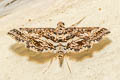 Diasemiopsis ramburialis
