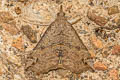 Dichromia occatus