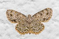 Dischidesia cinerea